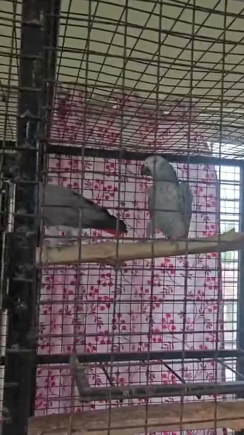 African Grey Parrot, farm video