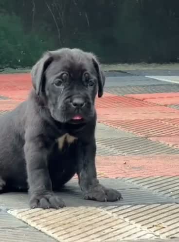 Cane Corso Puppy, farm video