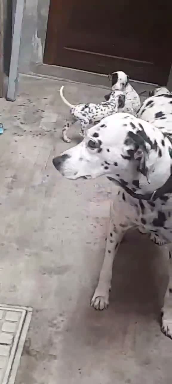 Dachshund Puppy | Brown, farm video