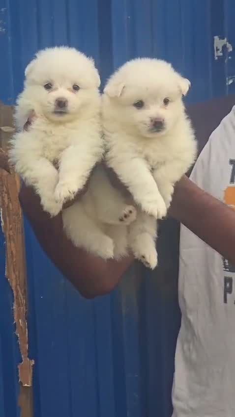 Pomeranian Puppy, farm video