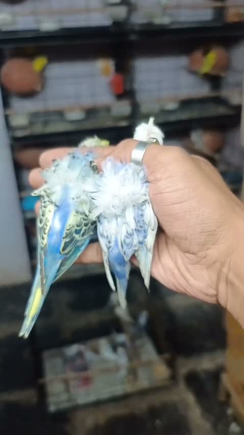 Chotiyal Pigeon, farm video