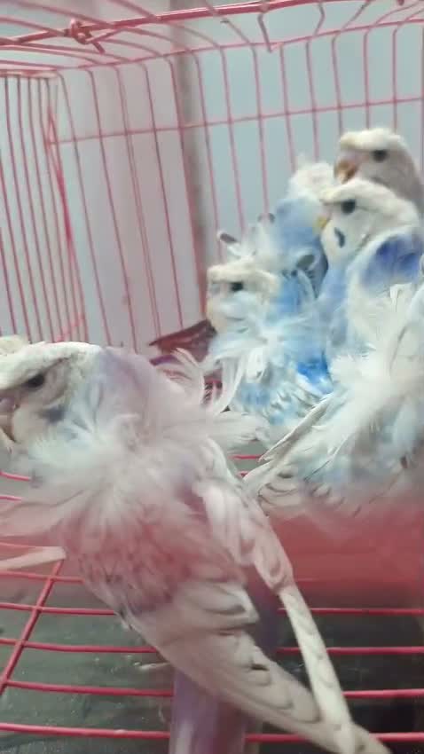 Chotiyal Pigeon, farm video