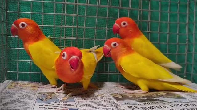 African Love Birds, farm video