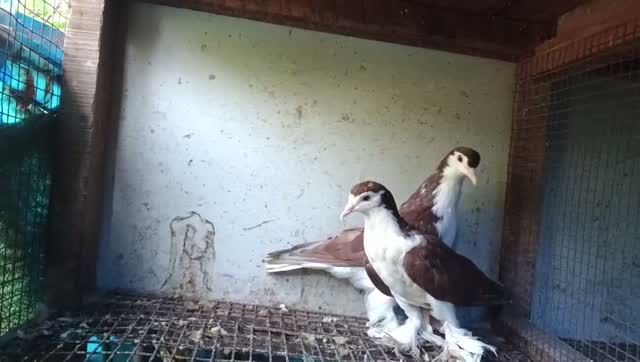 Chotiyal Pigeon, farm video