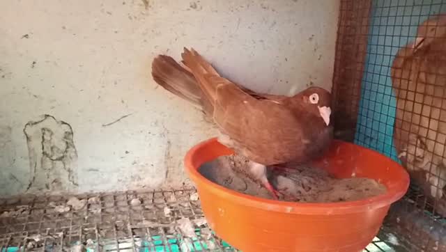 Chotiyal Pigeon, farm video