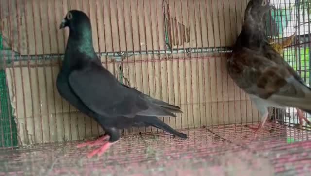 Chotiyal Pigeon, farm video