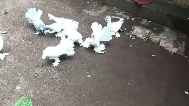 Chotiyal Pigeon, farm video