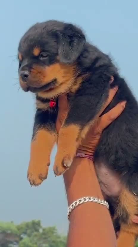 Rottweiler Puppy, farm video