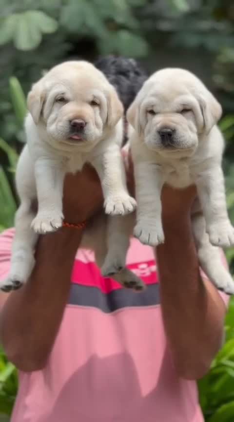 Beagle Black & Tan Puppy, farm video