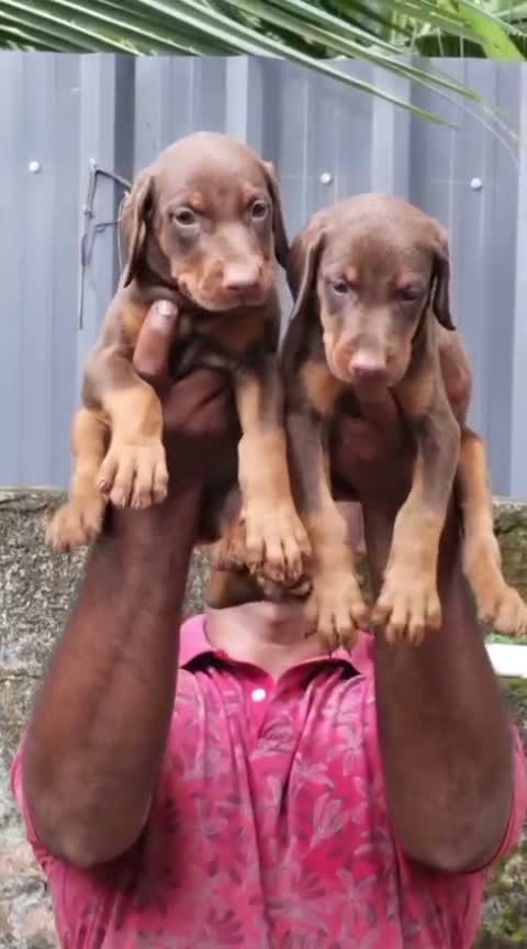Doberman Pinscher Puppy, farm video