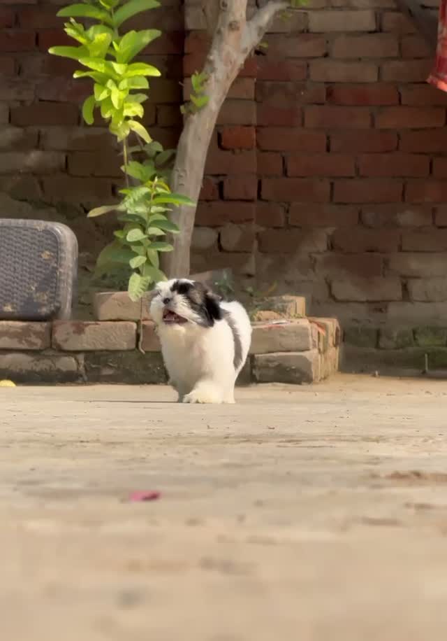 Shih Tzu | Black Color, farm video
