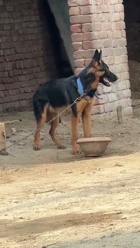 German Shepherd Puppy, farm video