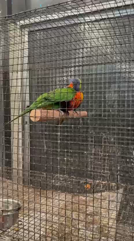 Chattering Lorikeet, farm video