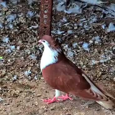 Homer Pigeon, farm video
