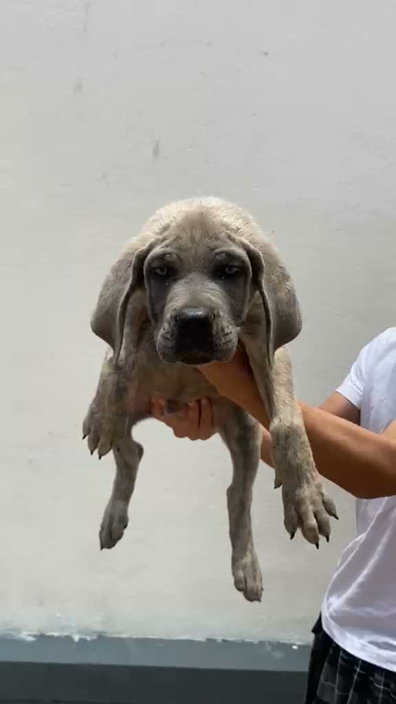Cane Corso Puppy | Blue, farm video