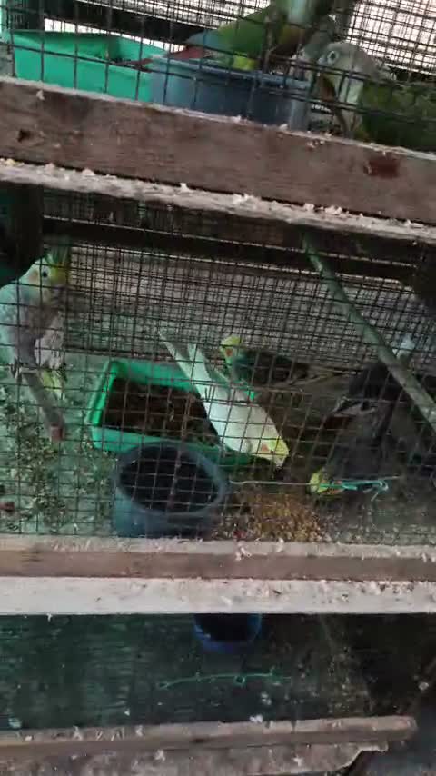 Cockatiel, farm video