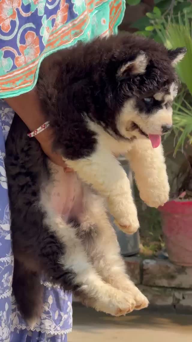 Siberian Husky Puppy | Black & White Color, farm video