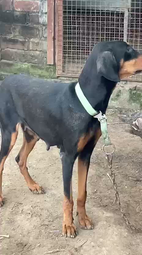 European Doberman Puppy | Black & Tan, farm video