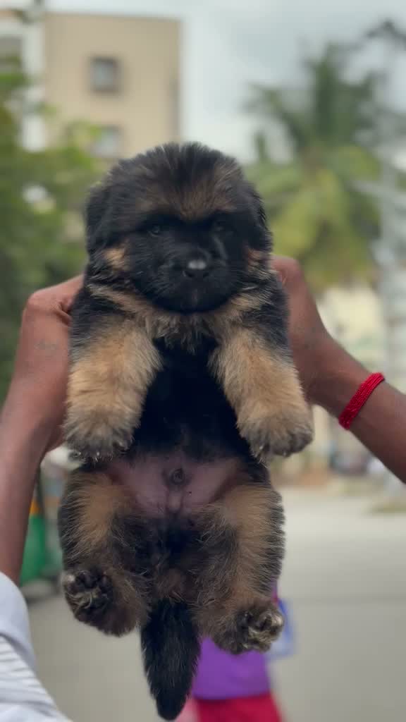 German Shepherd Puppy, farm video