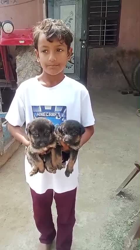 German Shepherd Puppy, farm video