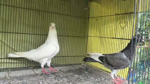 Homer Pigeon, farm video