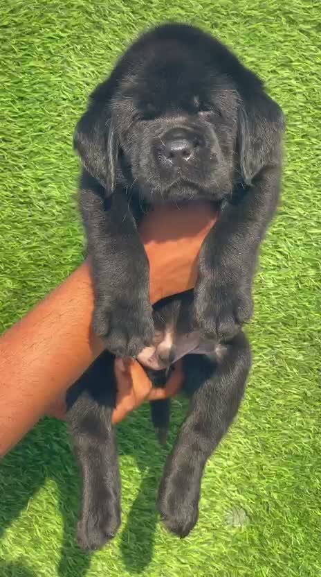 Beagle Black & Tan Puppy, farm video