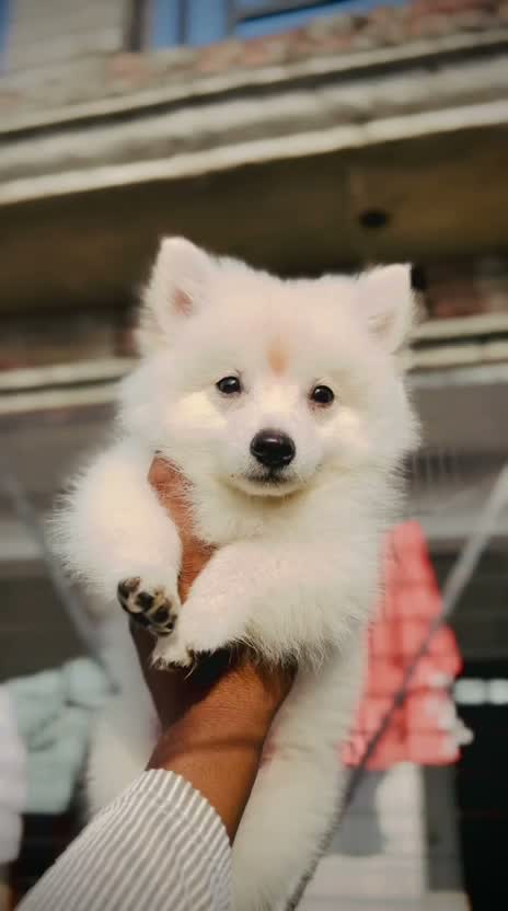 Culture Pom Puppy, farm video