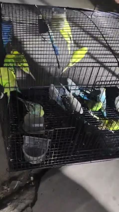 African Love Birds, farm video