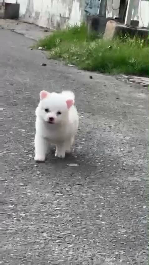 Culture Toy Pom Puppy, farm video
