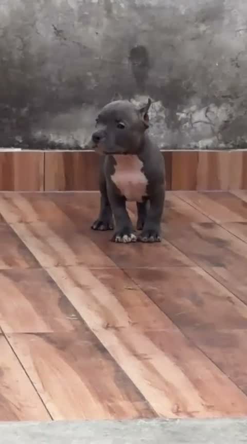 American Bully Pocket Size Puppy, farm video
