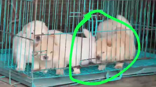 Chow Chow Puppies, farm video