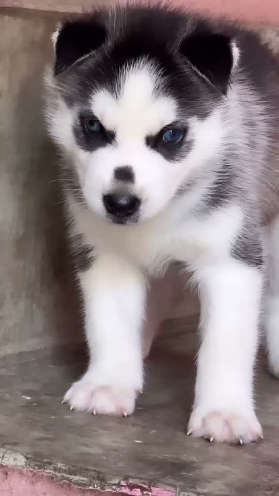 Siberian Husky Puppy | Black & White Color, farm video