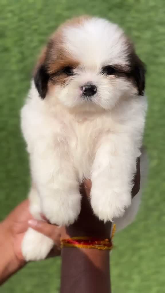 Shih Tzu | Black Color, farm video