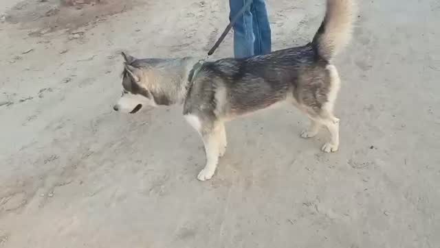 Siberian Husky Puppy | Black & White Color, farm video