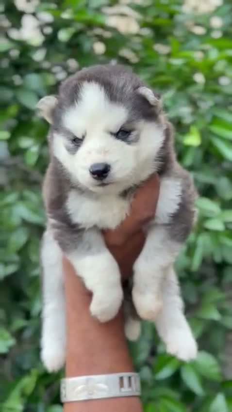 Siberian Husky Puppy | Black & White Color, farm video