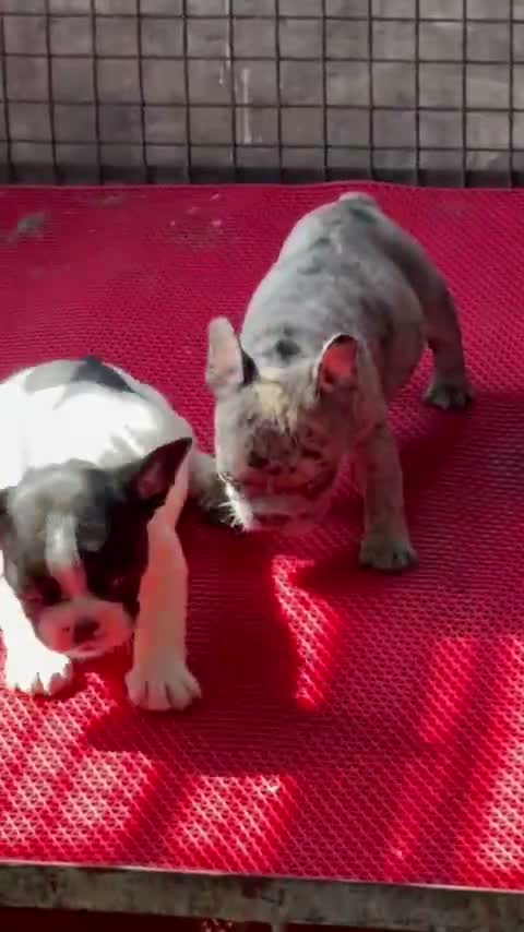 French Bulldog Puppy, farm video
