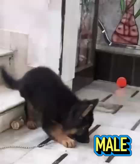 German Shepherd Puppy, farm video