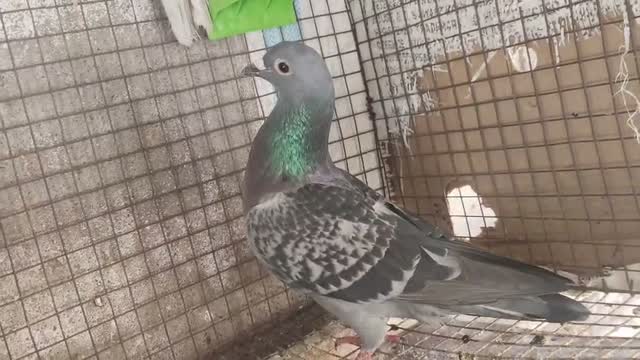 Homer Pigeon, farm video