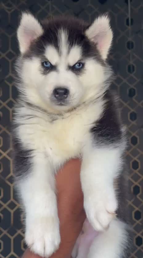 Siberian Husky Puppy | Black & White Color, farm video