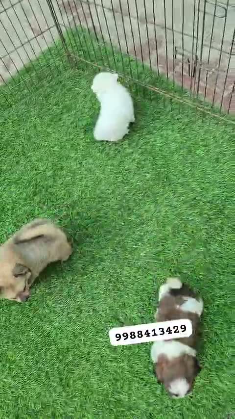 Shih Tzu | Black Color, farm video