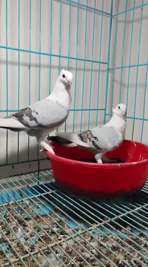 Homer Pigeon, farm video