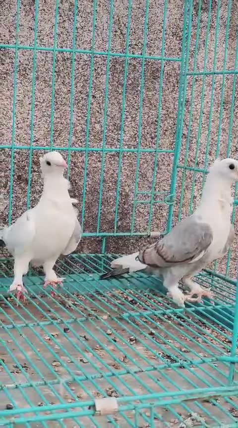Homer Pigeon, farm video