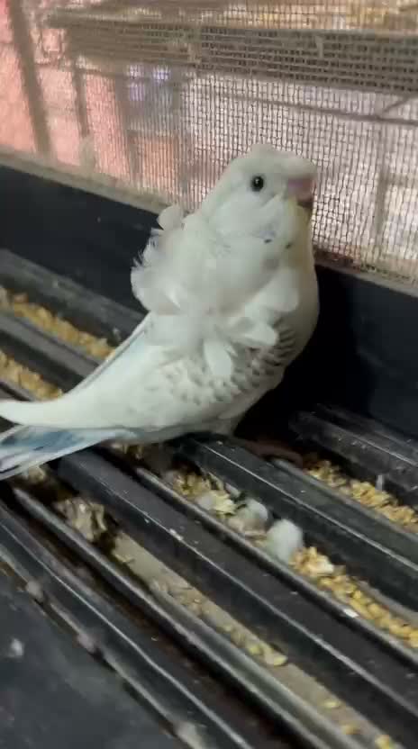 Homer Pigeon, farm video