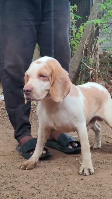 Beagle Black & Tan Puppy, farm video