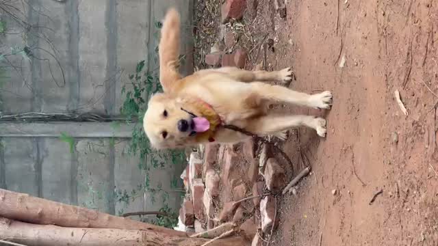 Golden Retriever, farm video