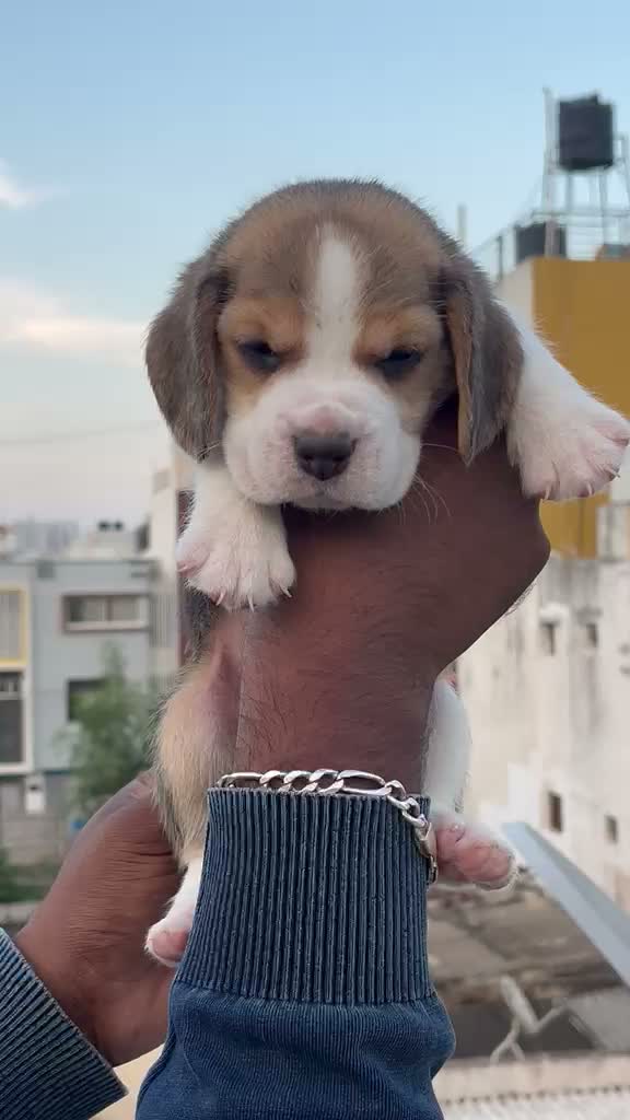 Beagle Black & Tan Puppy, farm video