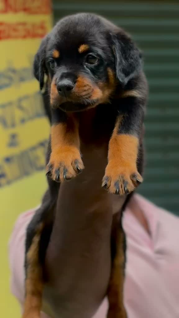 Rottweiler Puppy, farm video