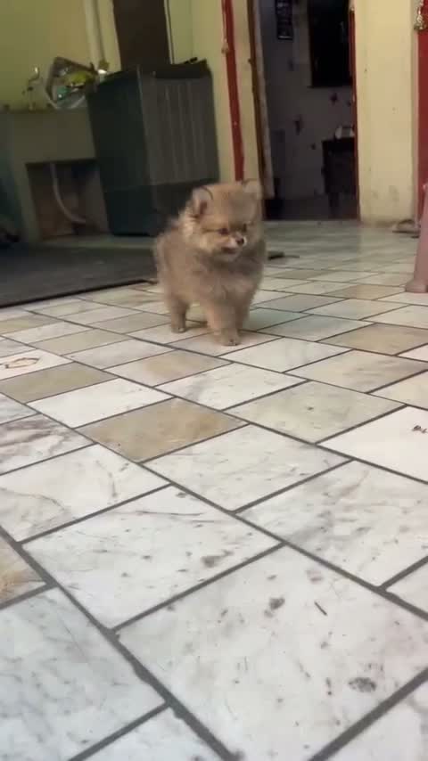 Pomeranian Puppy, farm video