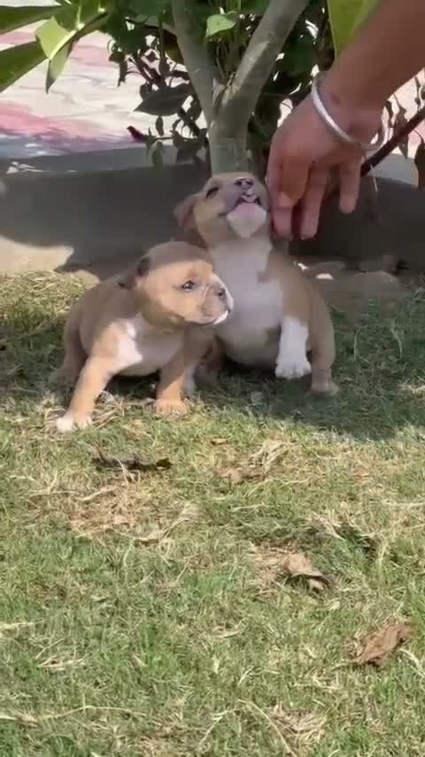 American Bully Pocket Size Puppy, farm video