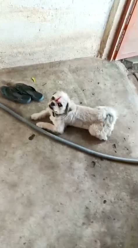 Shih Tzu | Black Color, farm video